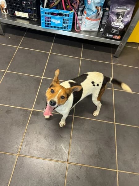 SEVEN, male Mixed Breed for adoption at Refugio Tierra Blanca
