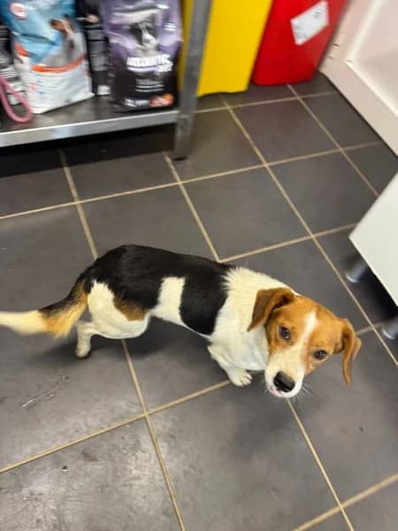 SIX, male Mixed Breed for adoption at Refugio Tierra Blanca