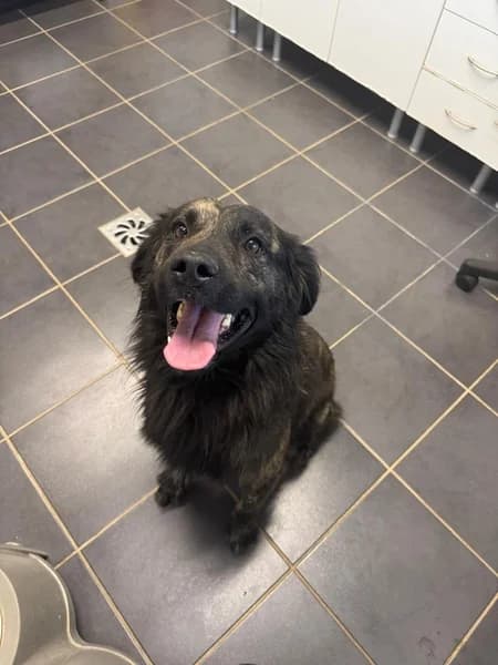 CARBONERO, male Mixed Breed for adoption at Refugio Tierra Blanca