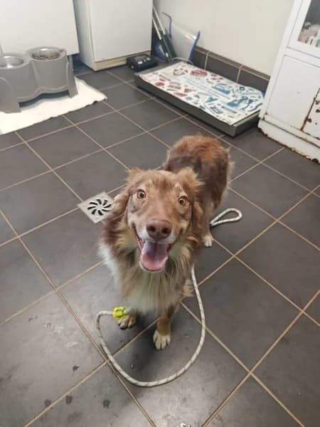 HAPPY, male Mixed Breed for adoption at Refugio Tierra Blanca