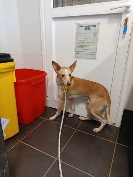 RUBIO, male Podenco for adoption at Refugio Tierra Blanca