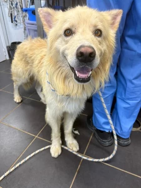 SAMUEL, male Mixed Breed for adoption at Refugio Tierra Blanca