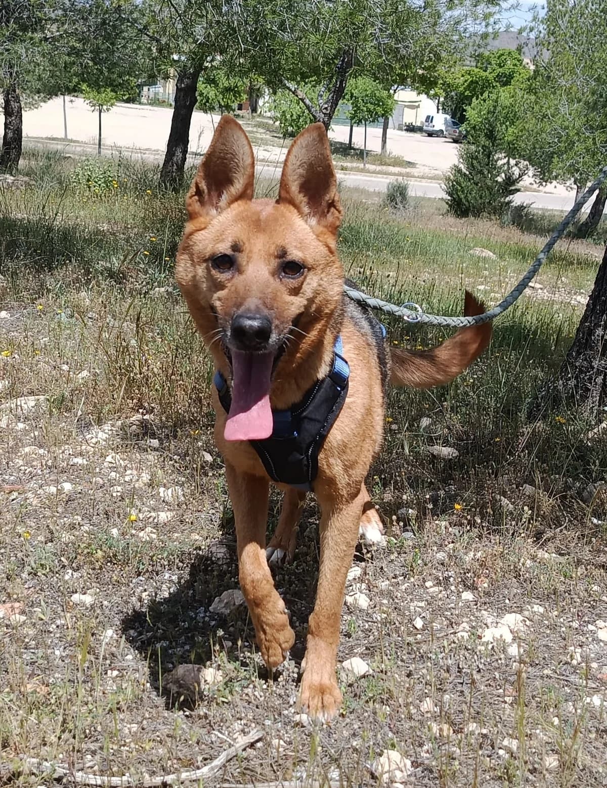 LUNA, female Mixed Breed for adoption at Cuatro Patas Jumilla