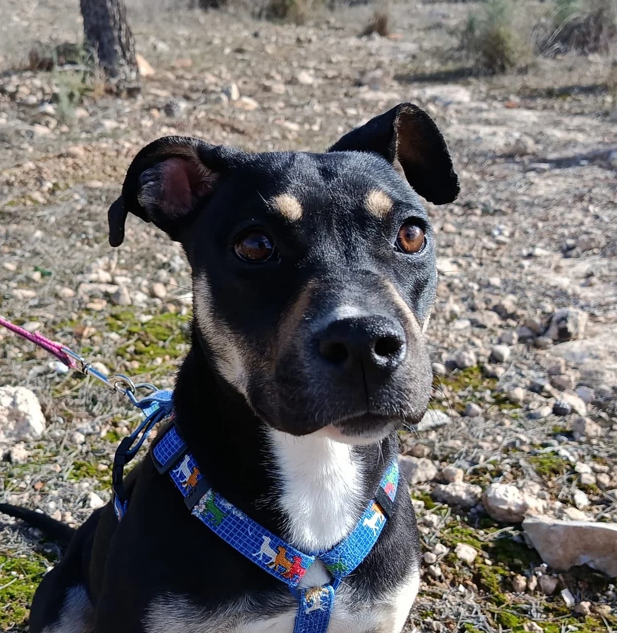 MIREL, female mixed breed for adoption at Cuatro Patas Jumilla