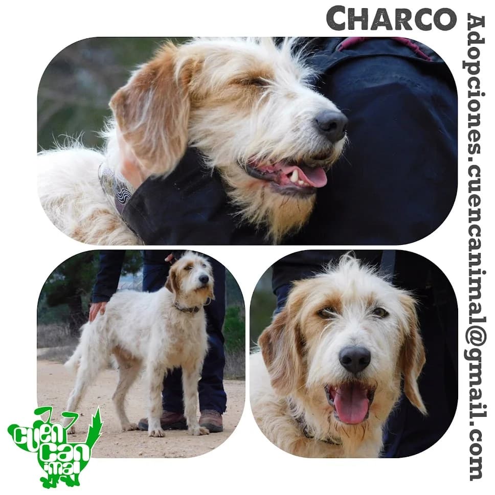 Charco, male 7yo Mixed Breed for adoption at CuencAnimal