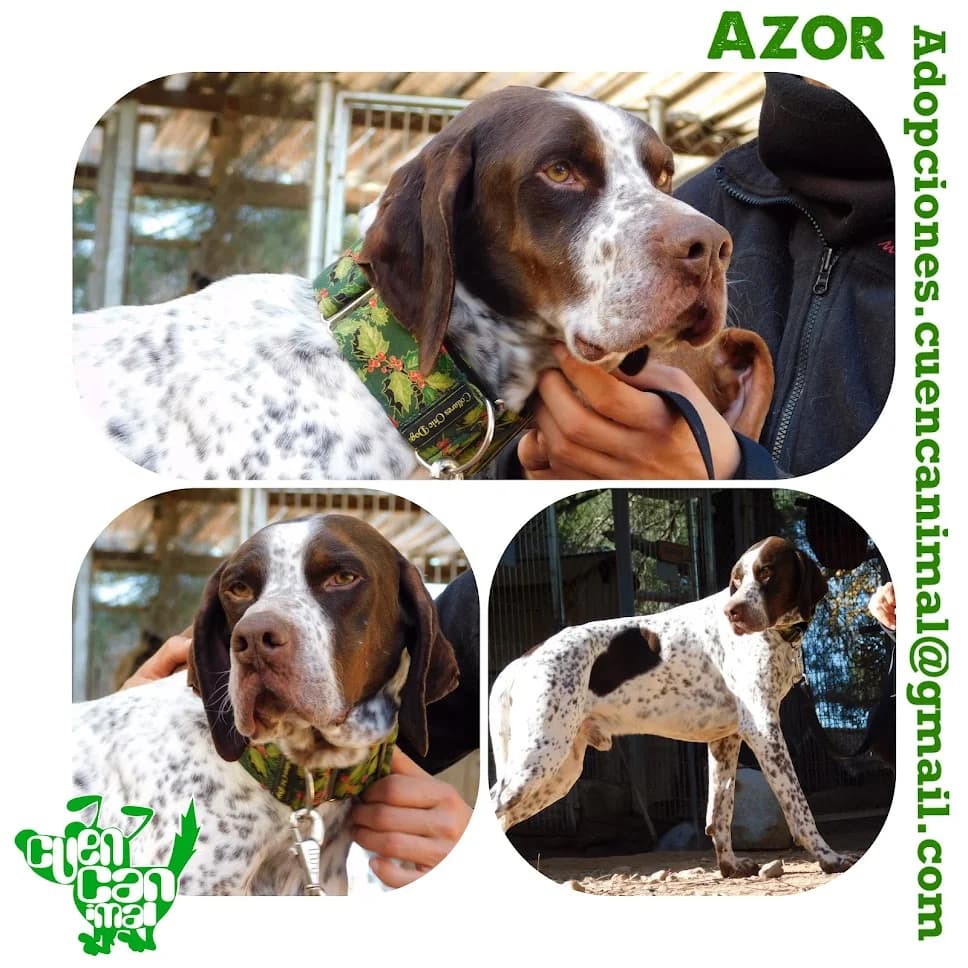 Azor, male senior Pointer for adoption at CuencAnimal