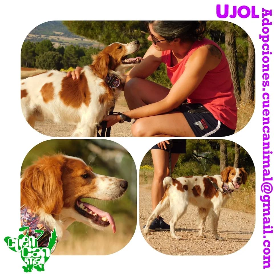 Ujol, male senior Brittany Spaniel for adoption at CuencAnimal
