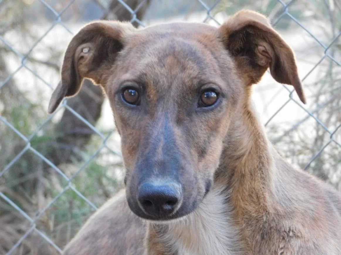 Nube, female senior mixed breed for adoption at CuencAnimal