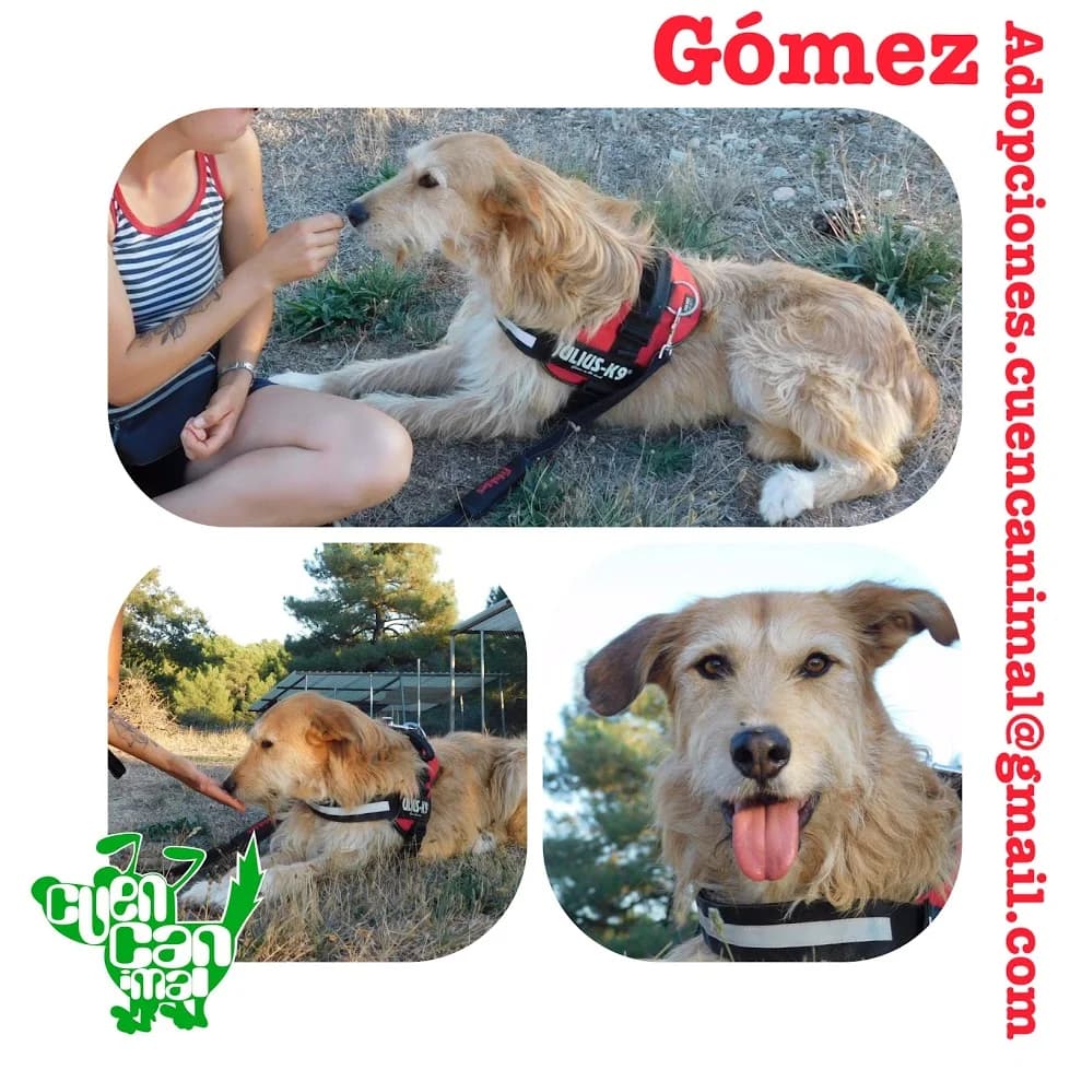 Gómez, male senior Mixed Breed for adoption at CuencAnimal