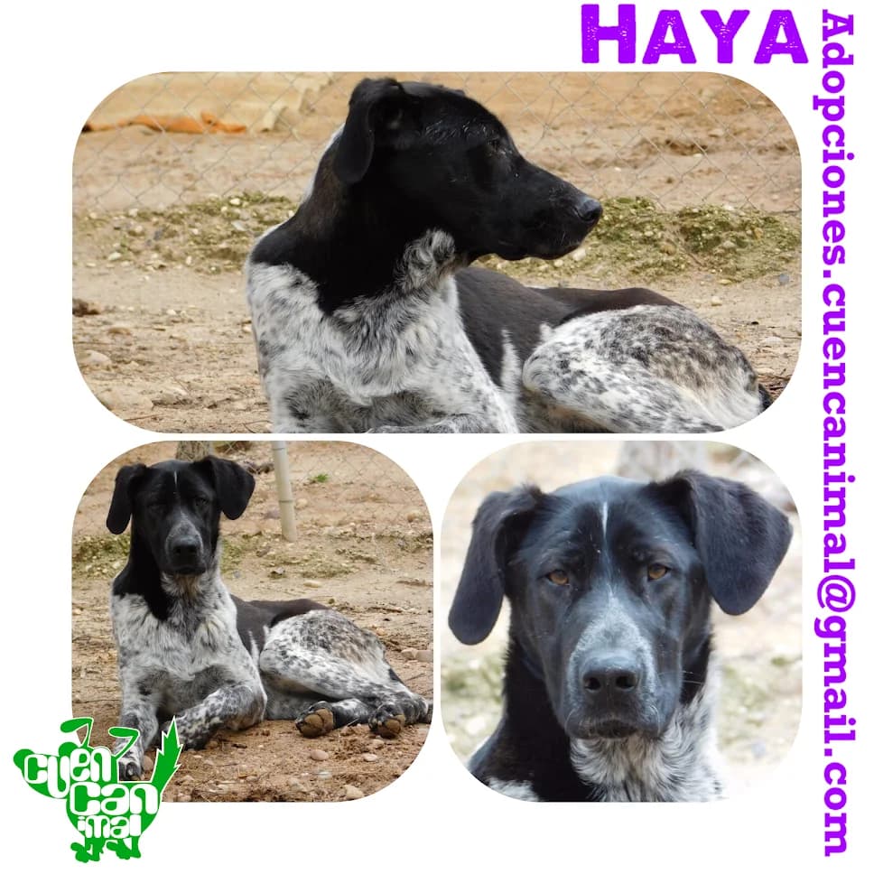 Haya, female senior Mixed Breed for adoption at CuencAnimal