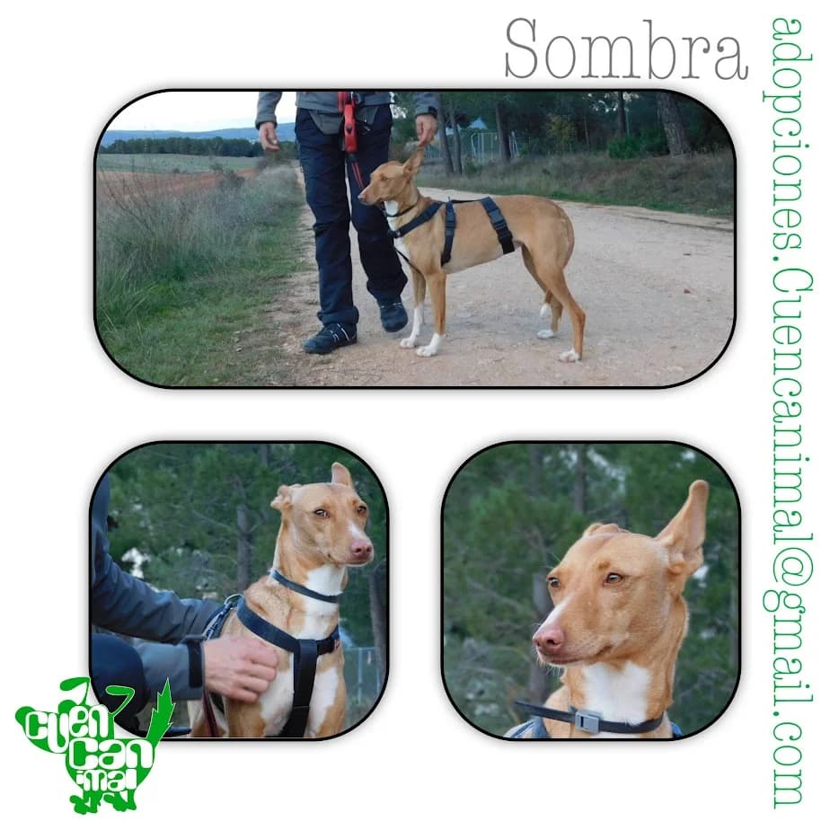 Sombra, female puppy mixed breed for adoption at CuencAnimal