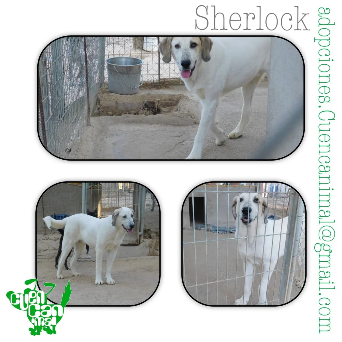 Sherlock, male 4yo Spanish Mastiff for adoption at CuencAnimal