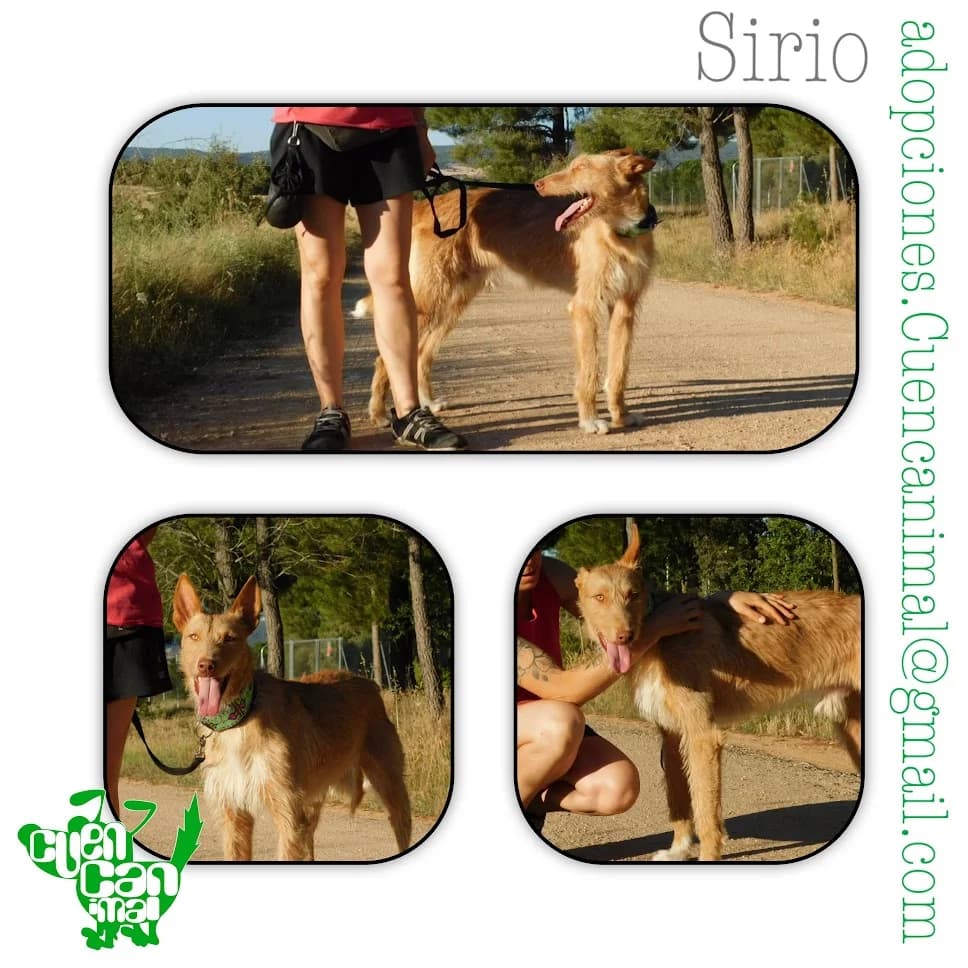 Sirio, male 4yo Podenco for adoption at CuencAnimal
