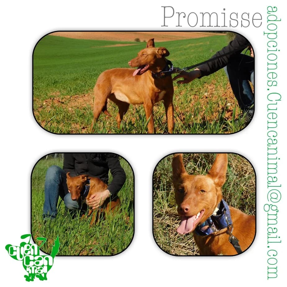 Promisse, female 3yo mixed breed for adoption at CuencAnimal
