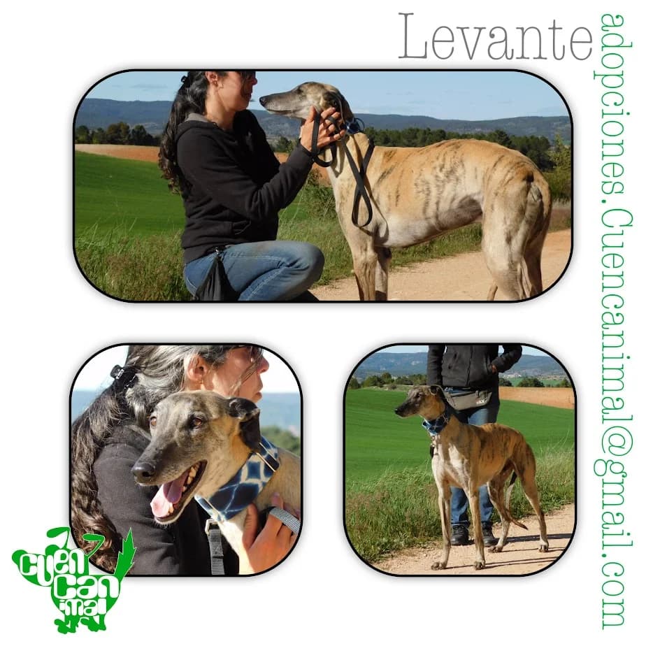 Levante, male 6yo Galgo Español for adoption at CuencAnimal