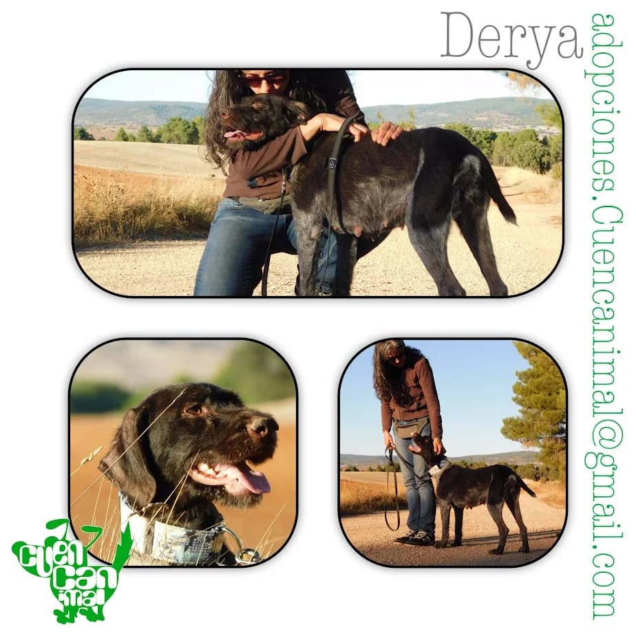 Derya, female 6yo mixed breed for adoption at CuencAnimal