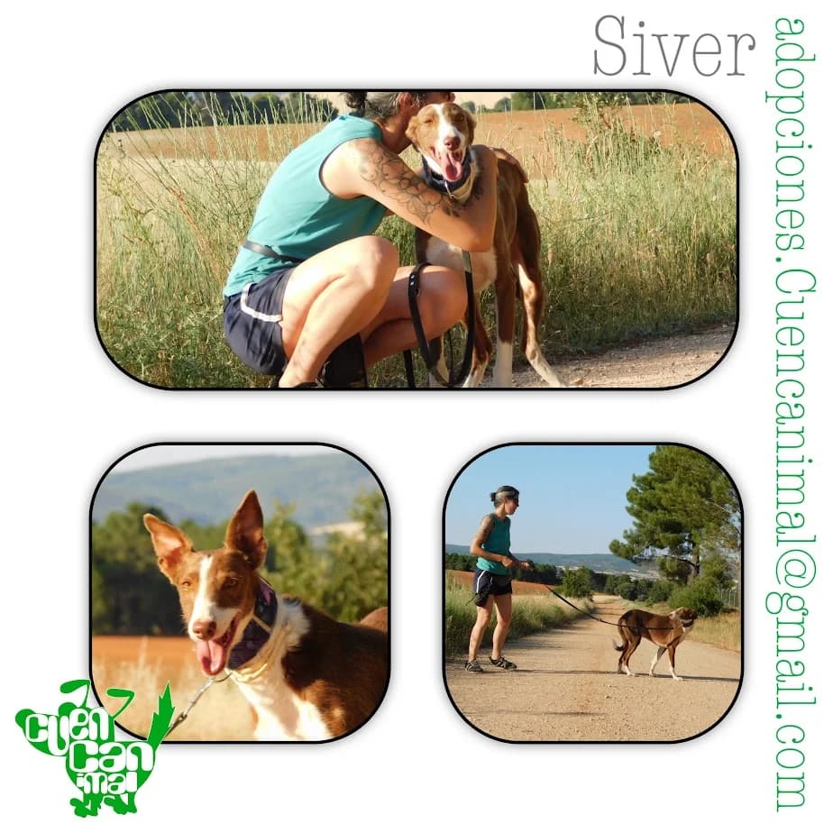 Siver, male 7yo Podenco for adoption at CuencAnimal