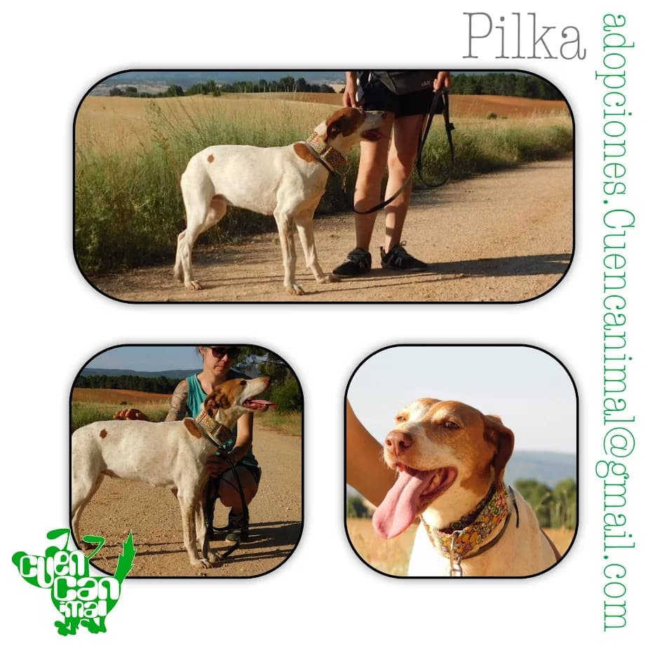 Pilka, female senior Pointer for adoption at CuencAnimal