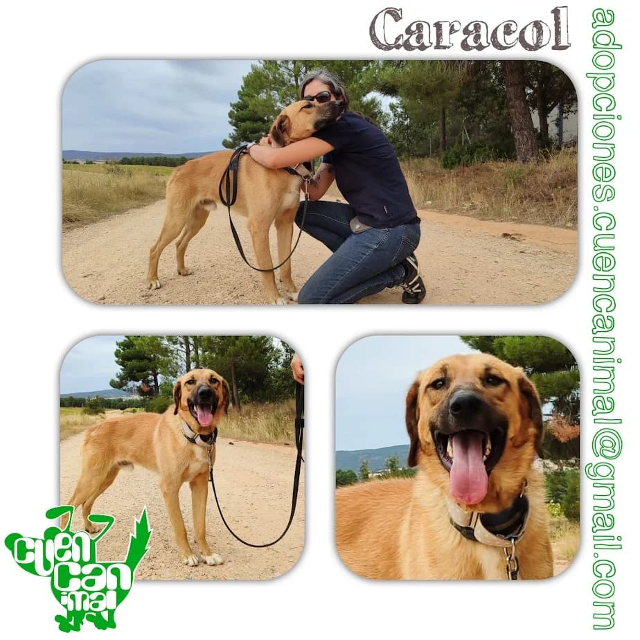 Caracol, male young Spanish Mastiff for adoption at CuencAnimal