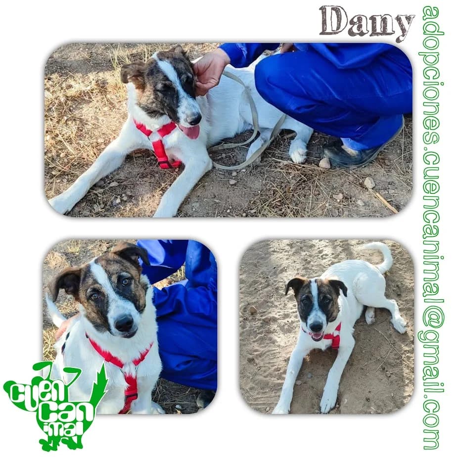 Dany, male young Spanish Mastiff for adoption at CuencAnimal