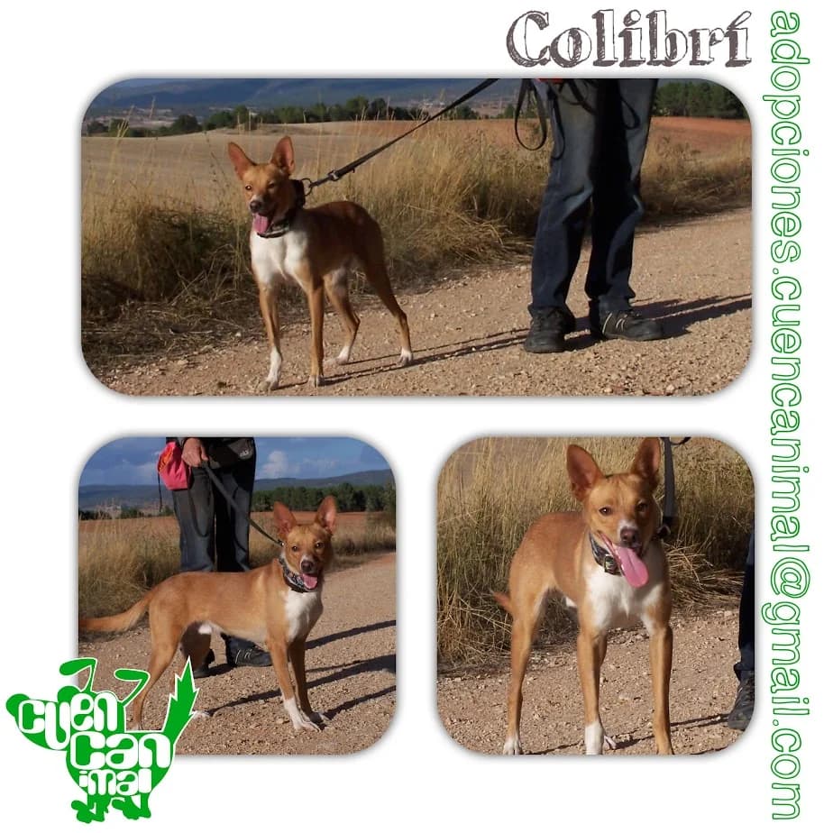 Colibrí RESERVADO ADOPCIÓN, male young Podenco for adoption at CuencAnimal