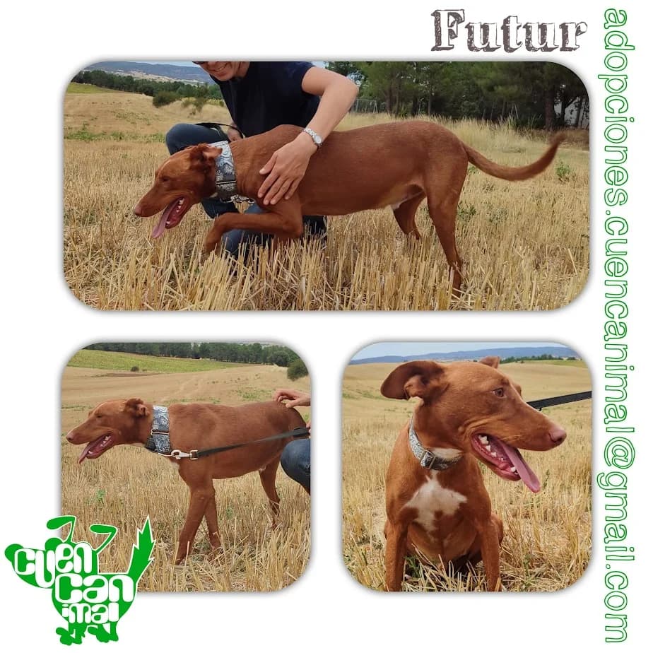 Futur, male 3yo Podenco for adoption at CuencAnimal