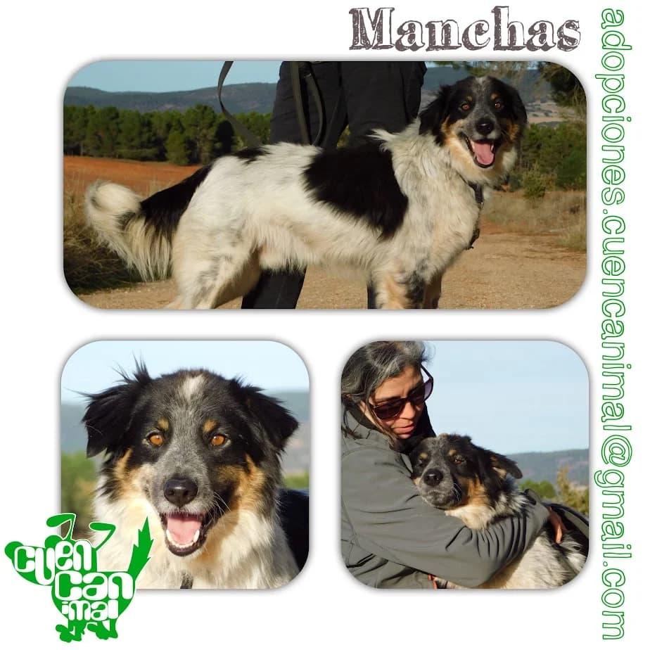 Manchas, male 5yo Mixed Breed for adoption at CuencAnimal