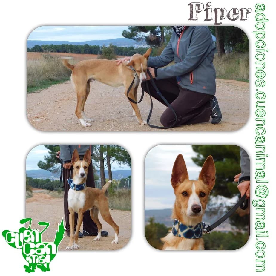 Piper, male young Podenco for adoption at CuencAnimal