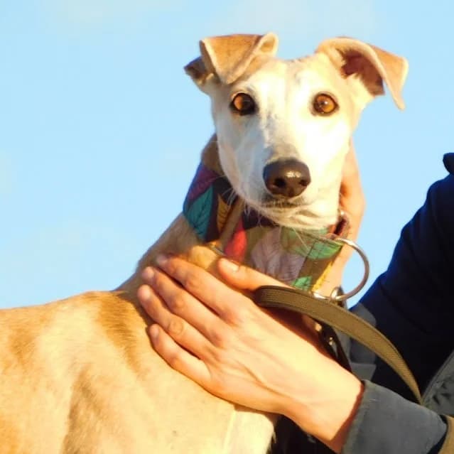 Perla, female senior mixed breed for adoption at CuencAnimal
