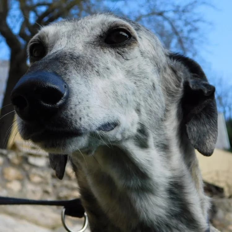 Sonajera, female senior mixed breed for adoption at CuencAnimal