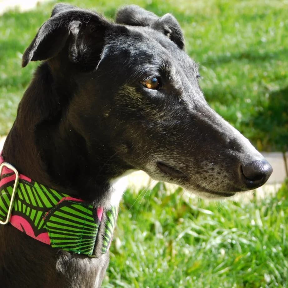 Vera, female 6yo mixed breed for adoption at CuencAnimal