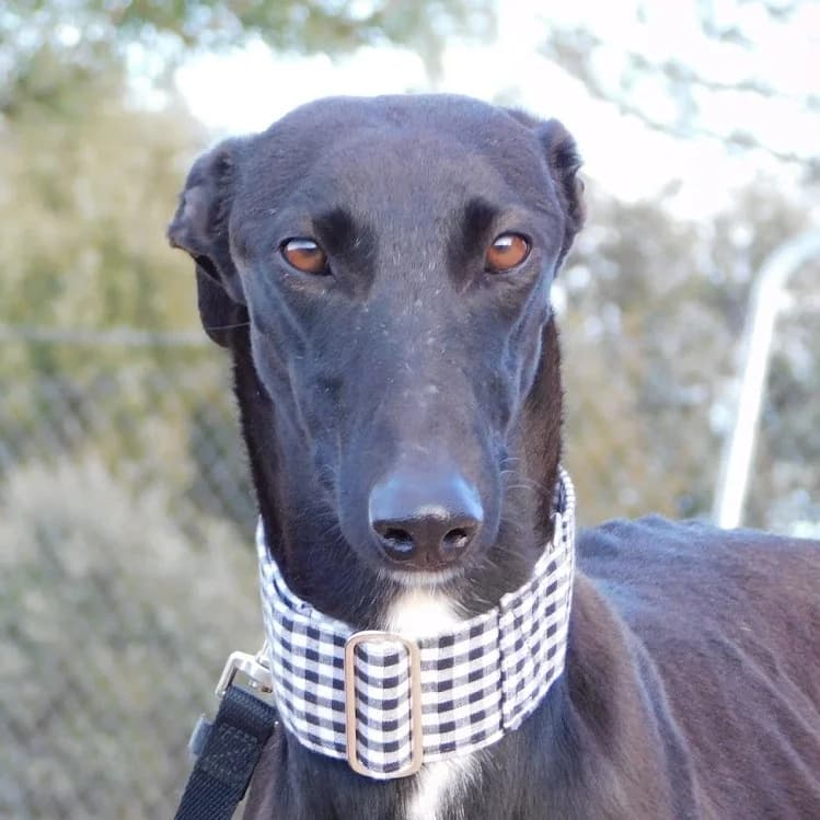 Nani, female young mixed breed for adoption at CuencAnimal
