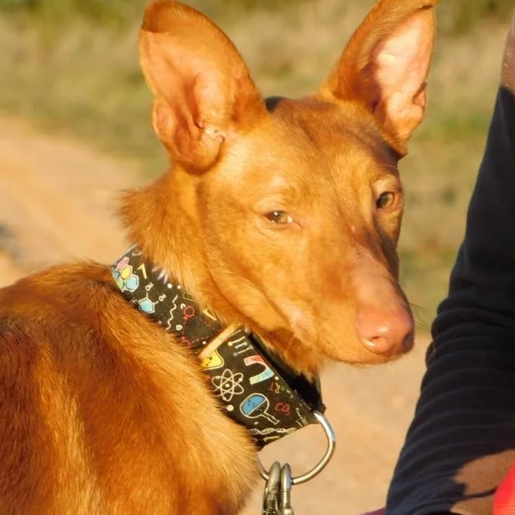 Duvet, male young Podenco for adoption at CuencAnimal