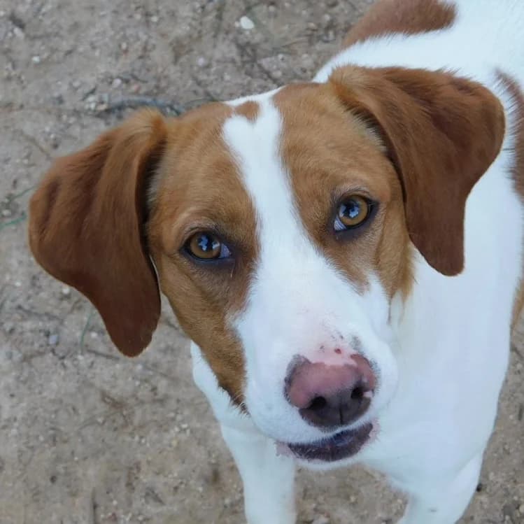 Lina, female young mixed breed for adoption at CuencAnimal