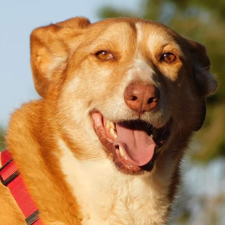 Aire, female senior mixed breed for adoption at CuencAnimal