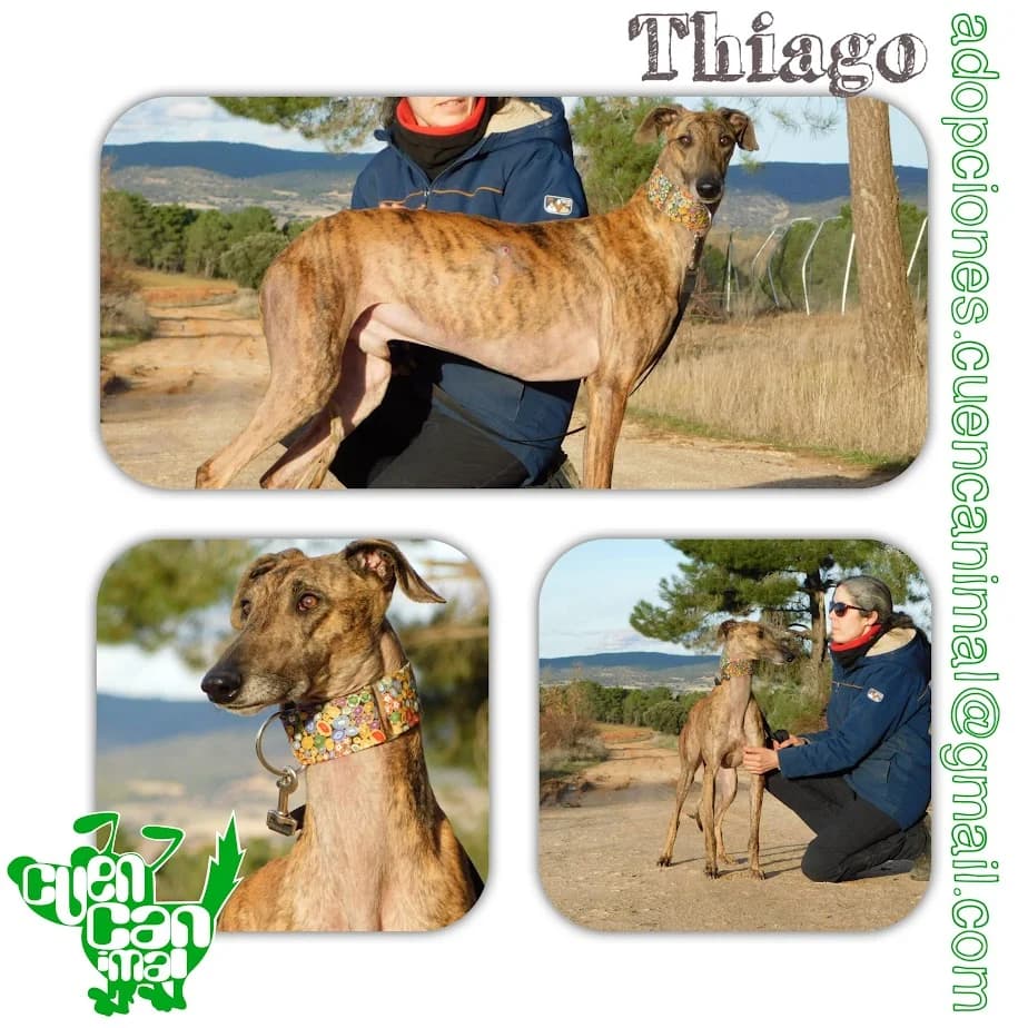 Thiago, male 3yo Galgo Español for adoption at CuencAnimal