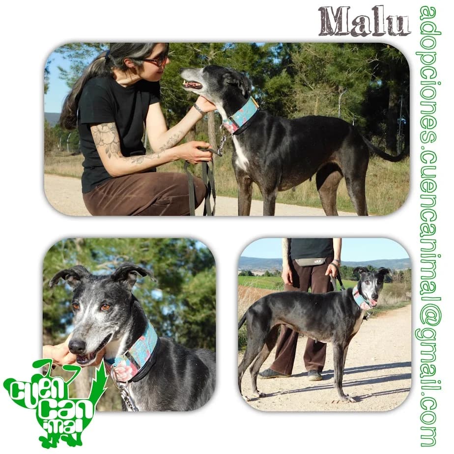 Malu RESERVADA ADOPCIÓN, female senior mixed breed for adoption at CuencAnimal