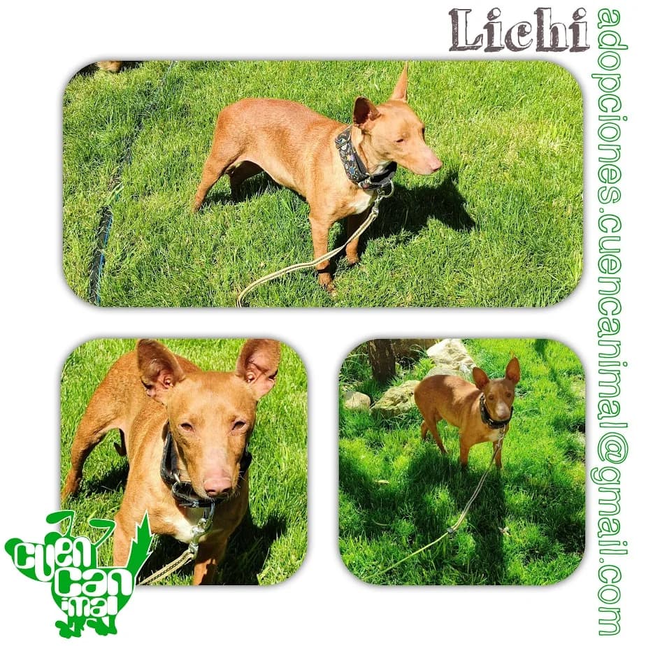 Lichi, female young mixed breed for adoption at CuencAnimal