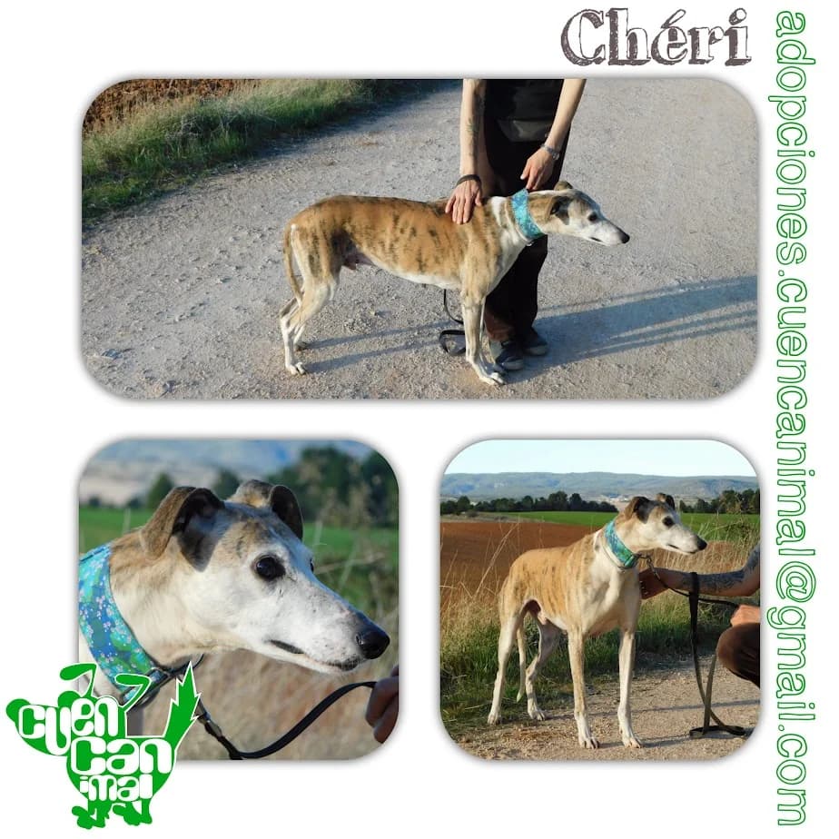 Chéri, male senior Galgo Español for adoption at CuencAnimal