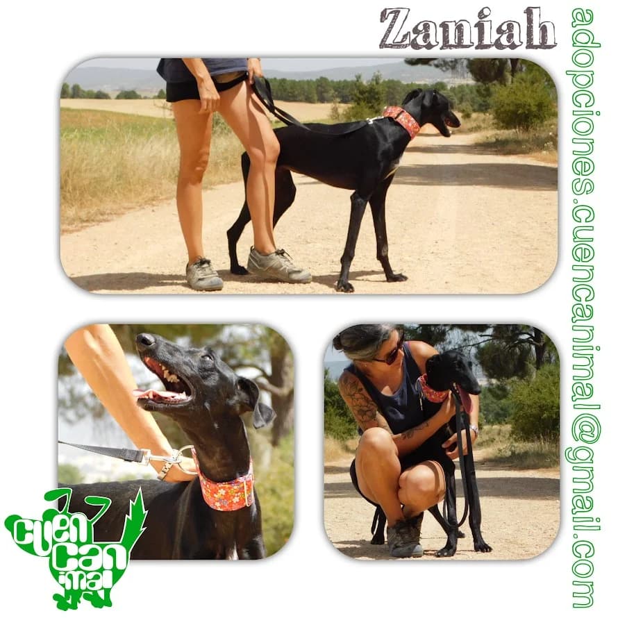 Zaniah, female young mixed breed for adoption at CuencAnimal