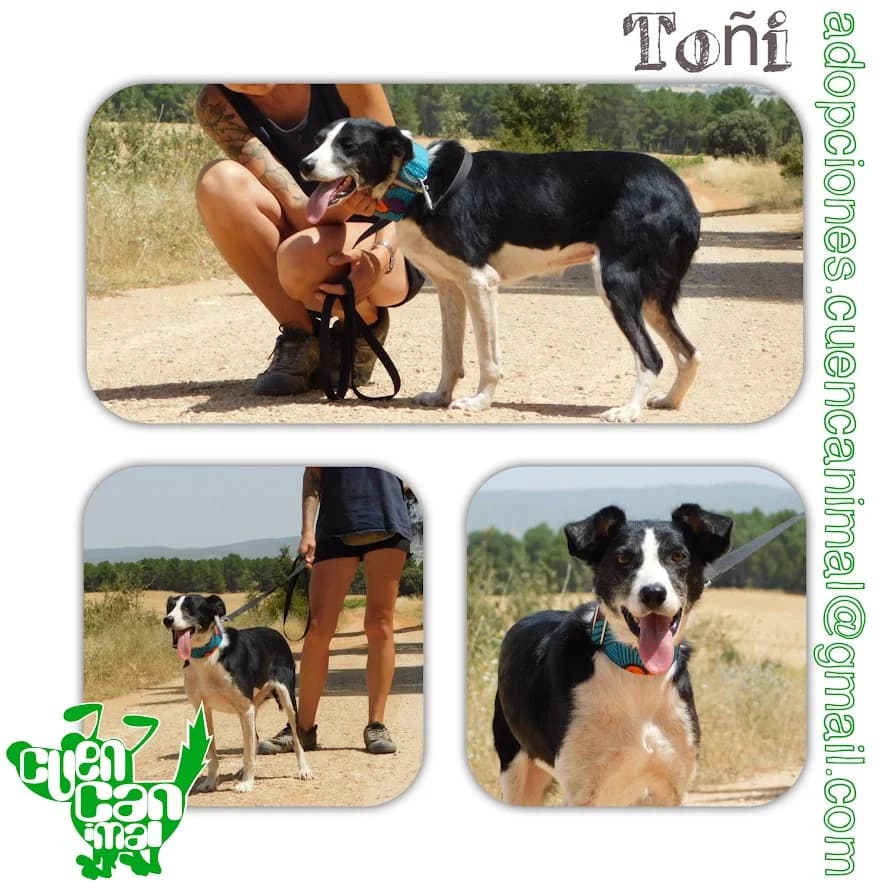 Toñi, female 4yo Mixed Breed for adoption at CuencAnimal