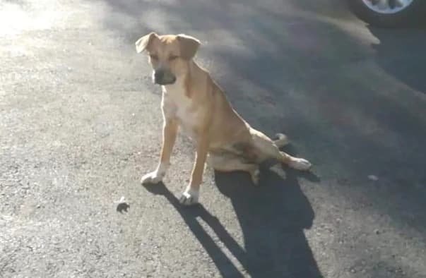 Victor, Shar Pei (Darna Animal Rescue)