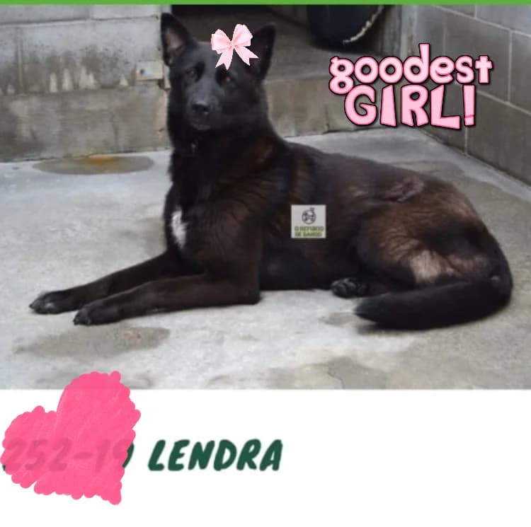 Bobi and Monina,  Shar Pei for adoption at Darna Animal Rescue, Malaga