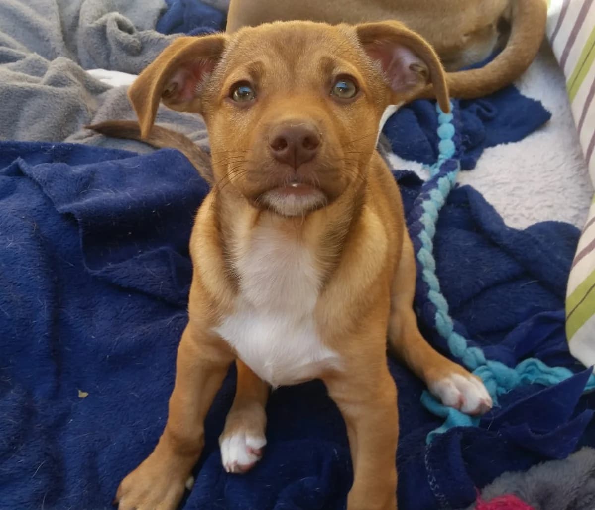 Victor,  Shar Pei for adoption at Darna Animal Rescue, Malaga