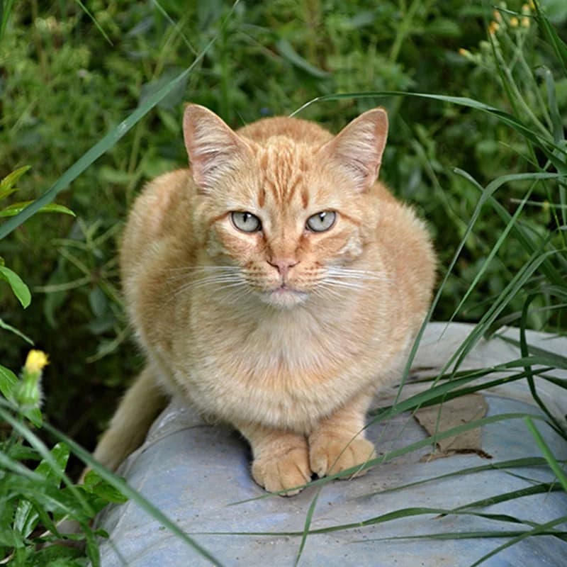 Xisco, male senior Mixed Breed for adoption at Defensa Felina