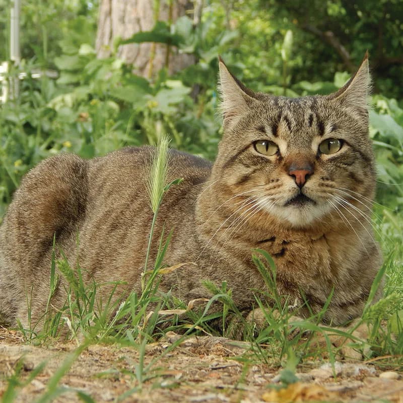Homer, male senior Mixed Breed for adoption at Defensa Felina