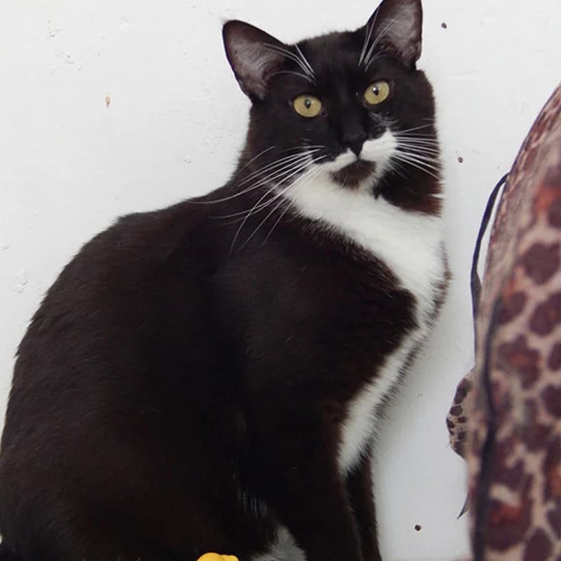 Rasputín, male Mixed Breed for adoption at Defensa Felina