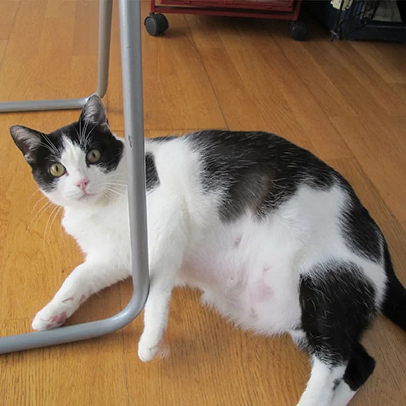 Ali, male mixed breed for adoption at Defensa Felina