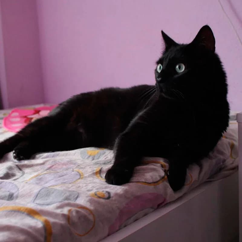 Glenn, male senior mixed breed for adoption at Defensa Felina