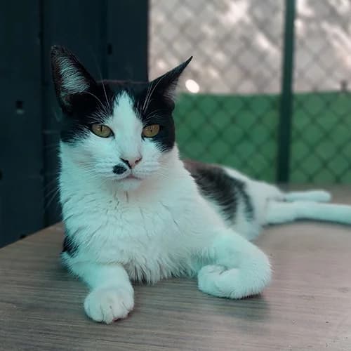 Cristi, female mixed breed for adoption at Defensa Felina